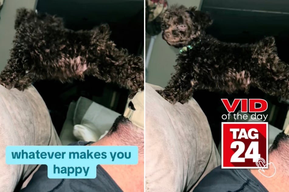 Viral Video of the Day for January 7, 2025: 11-week-old puppy's hilarious antics get TikTok giggling!