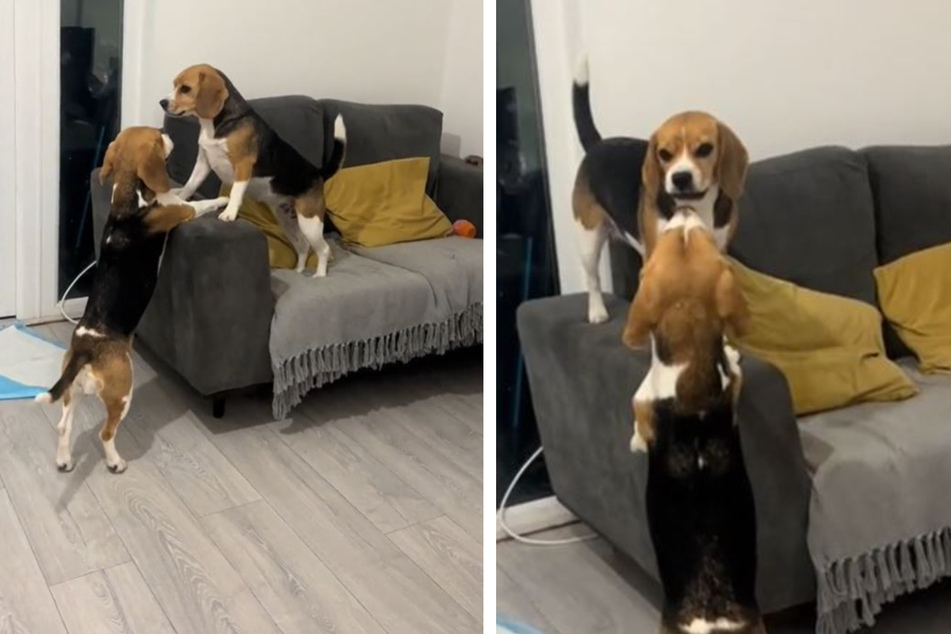 Bickering beagle siblings have TikTokers grinning!