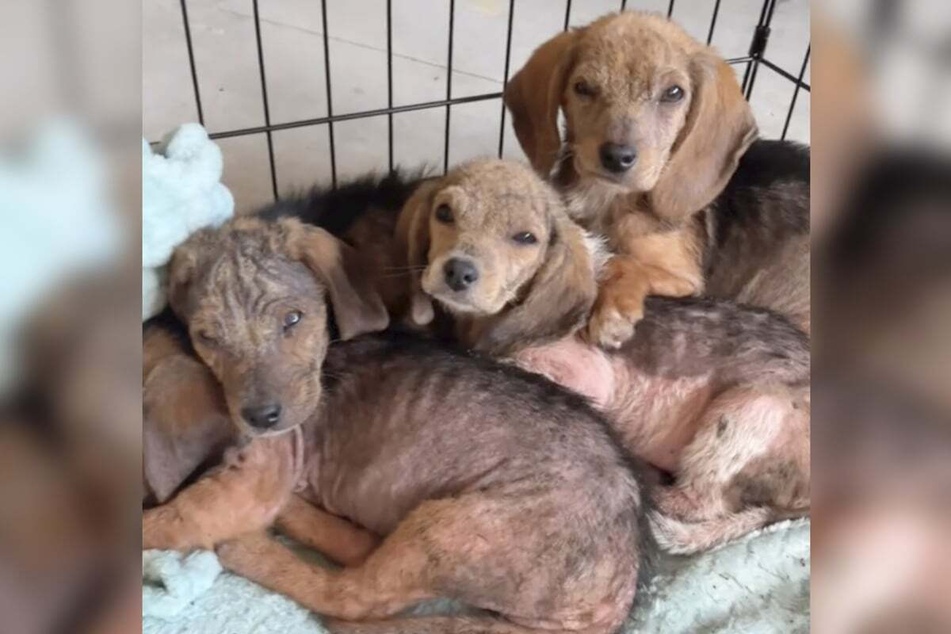 These cute pooches were named after Paw Patrol characters.
