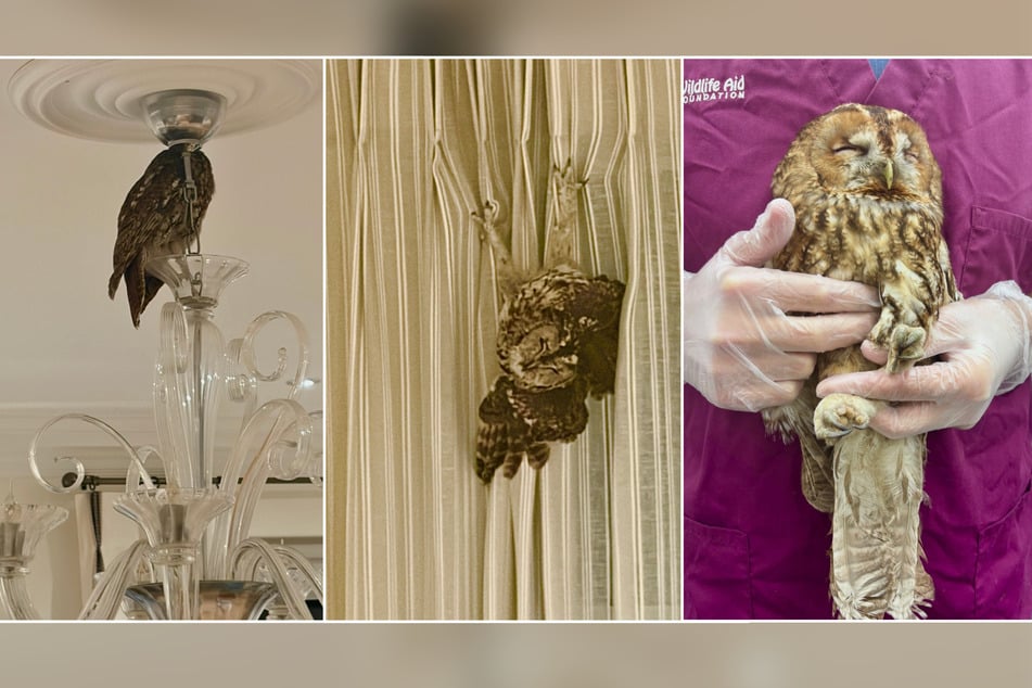 The two owls were handed over to the animal welfare organization Wildlife Aid.