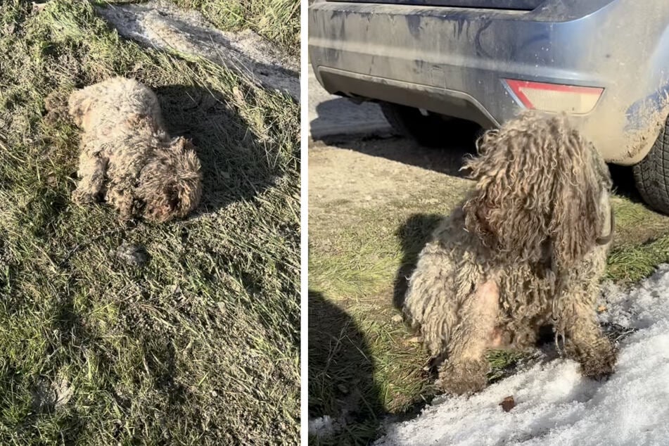 The neglected dog was discovered on the side of a road.