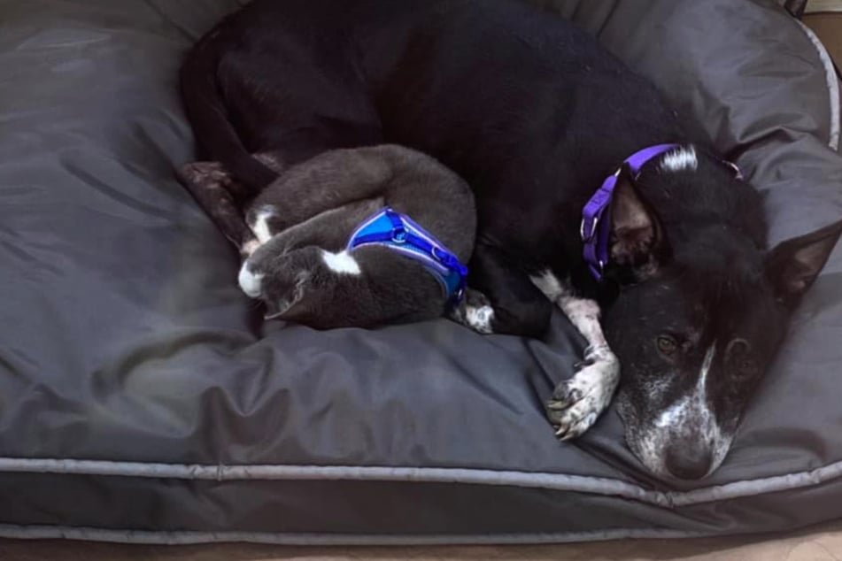 The bond between this abandoned cat and dog might make you weep!