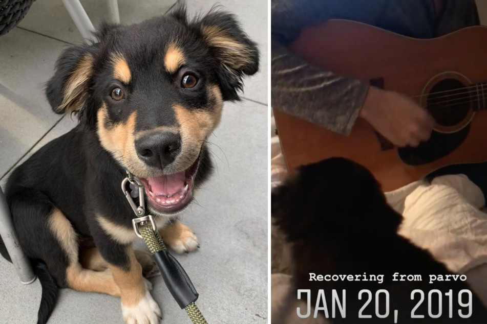 Dog dad plays guitar to help heal sick puppy