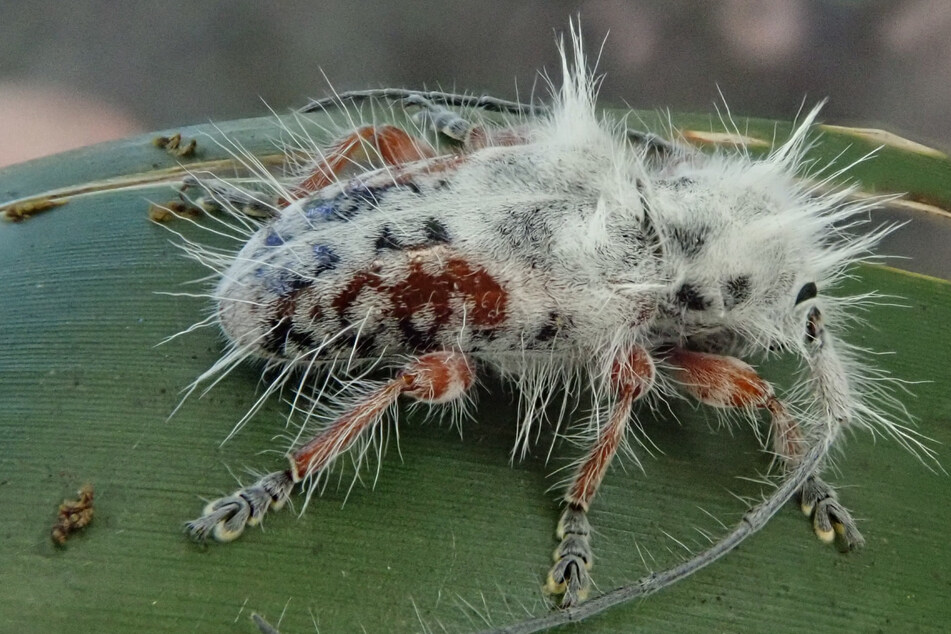 Researcher confuses new beetle species with bird poop!