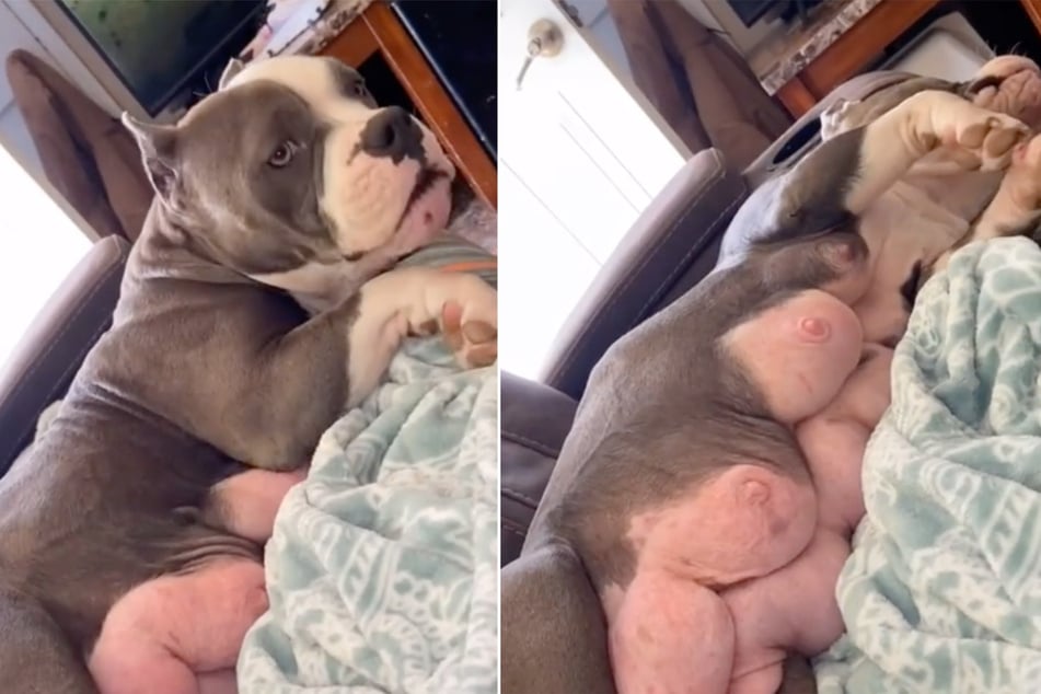 Dog's big boobs cause equally huge stir on TikTok