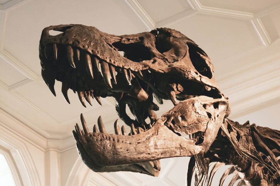 The newly-discovered Tyrannosaurus mcraeensis may be the closest known relative of the famous T. rex.