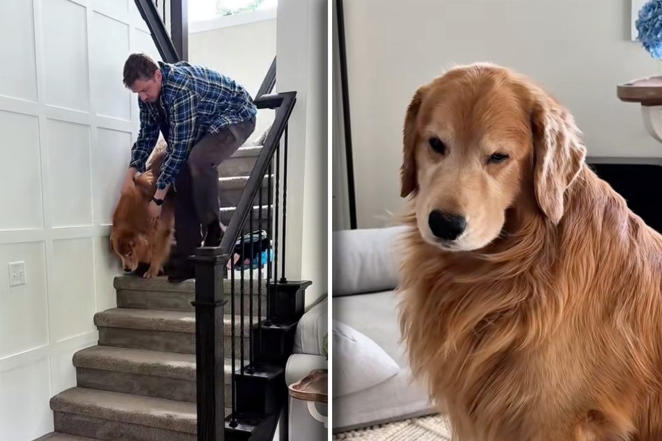 Tucker the dog's owners were awfully worried when the seven-year-old Golden Retriever stopped being able to use the stairs in his home. What would they do?