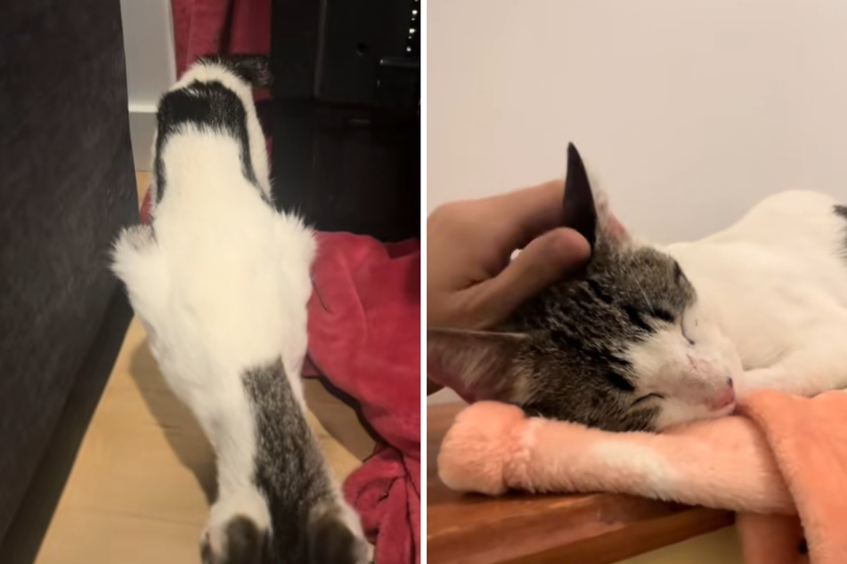 Emaciated cat is rescued from death – then she shocks everyone with unexpected diagnosis