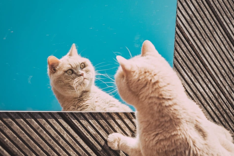 Does your cat recognize itself in the mirror? Or is it just freaking the heck out?
