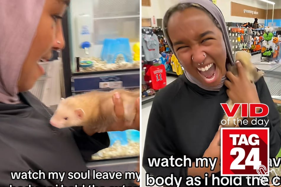 This girl held a ferret for the first time and it immediately crawled into her hijab, leaving her in a fit of hysterics!