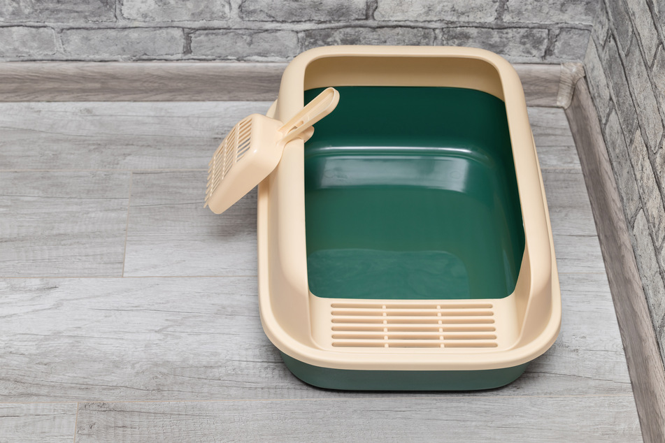 Getting a good litter tray is essential for new cat ownership.