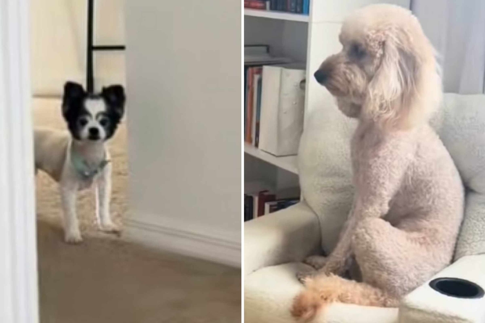 Piper the Goldendoodle dog has been in a long-time family feud with her cousin, Chihuahua mix Trixie. Will the intervention work?