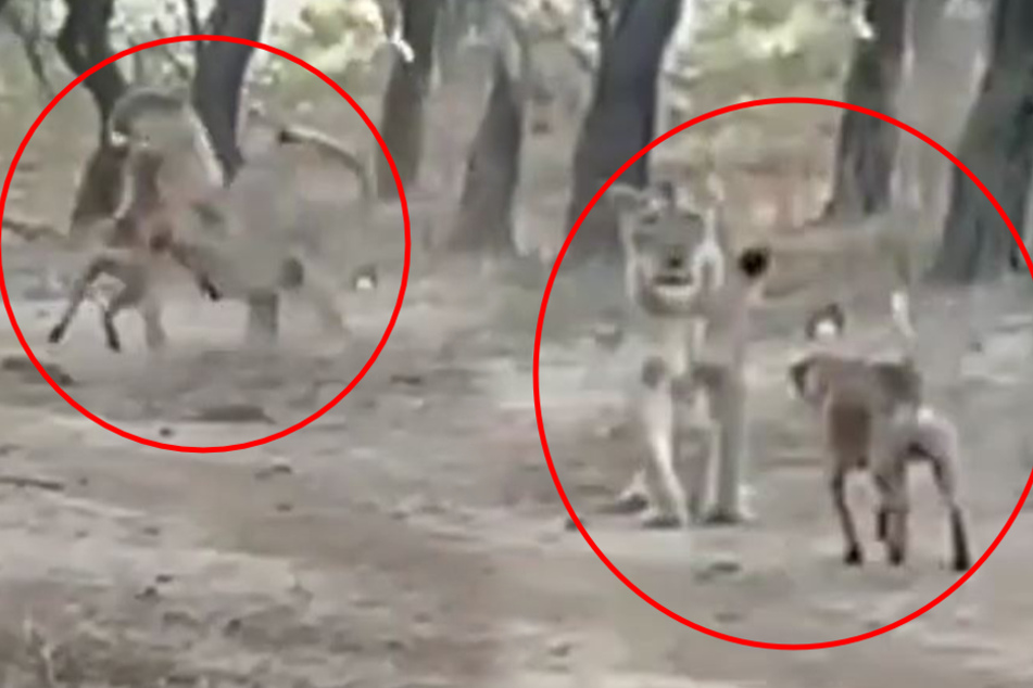 Dog vs. lion: crazy video shows who won the rumble in the jungle