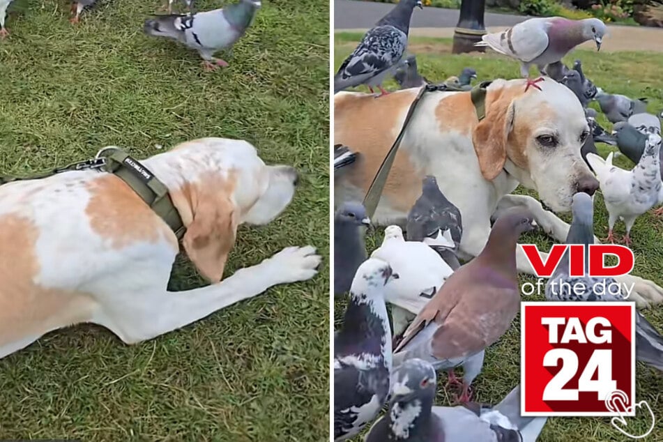 Watson and his pigeon besties are the friendship we didn't know we needed - until now!