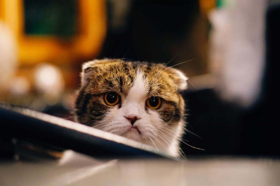 If your cat is a bit grumpy, it might be time to make some changes.