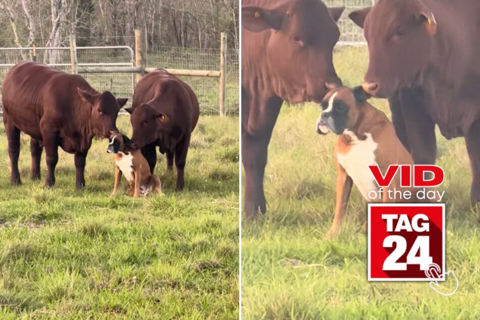 Viral Video of the Day for April 4, 2025: Cows just can't get enough of their favorite pooch!