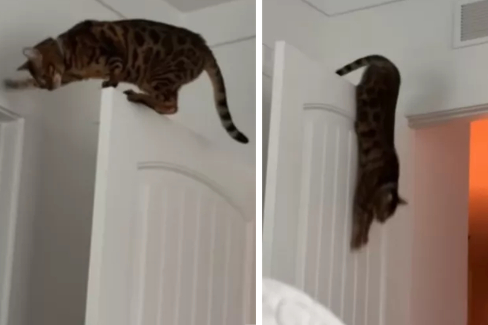 Cat owners baffled by neighbor's noise complaints – then the hilarious truth is revealed