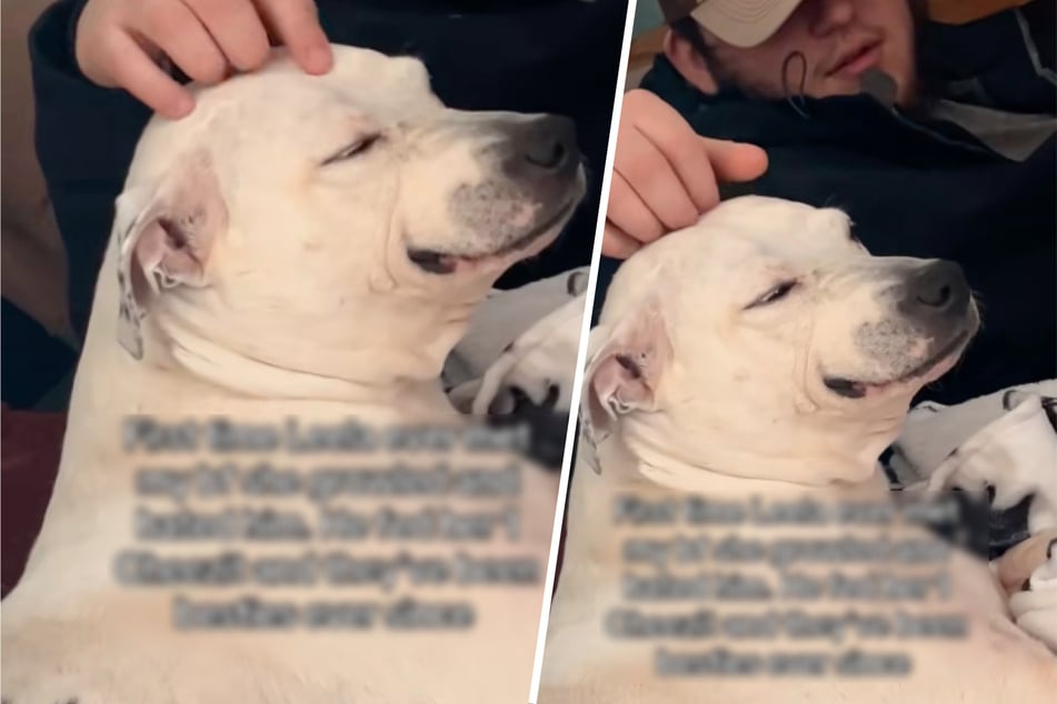 Dog hates his owner's new boyfriend – but his hilarious trick wins her over!