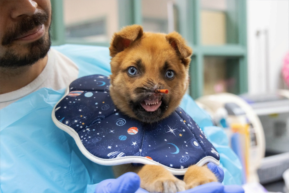 Peanut the dog's personality enchants the hearts of his caregivers.