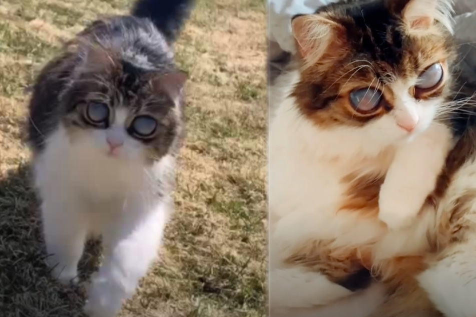 Despite his handicap, Pico behaves like a normal cat (collage).