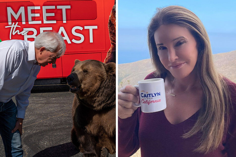 Caitlyn Jenner has bear-y serious competition in the race for California governor