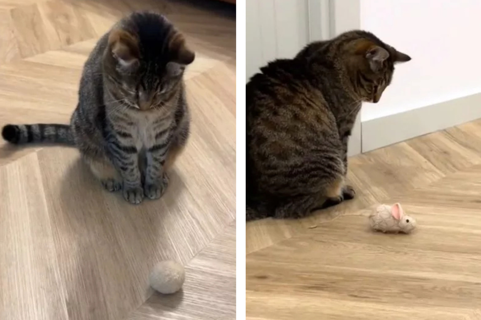 At first, Pete the cat was sad and withdrawn in his new home – but his owner didn't give up.