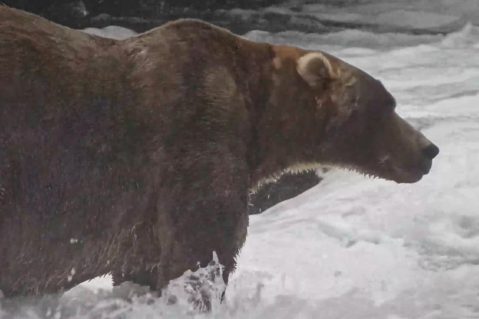 Bear 89 Backpack has been crowned the winner of Fat Bear Week 2026. He's a "CHONKION!" 