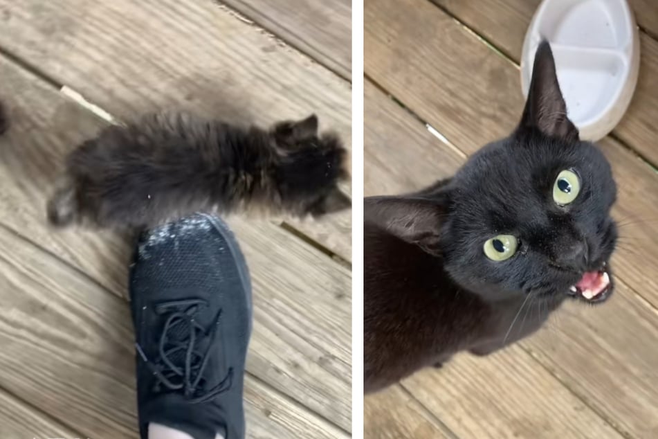 Owner of two male cats is speechless when suddenly there are mystery kittens in her house!