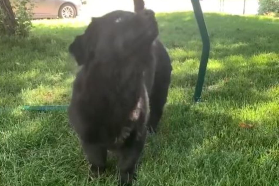 Gordo notices something more interesting than his tennis ball.
