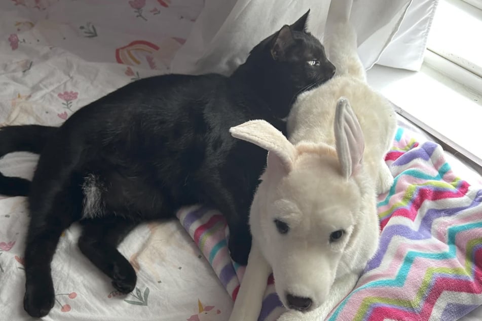 This black cat mourned the death of her best dog friend with a soft toy that looks just like him.