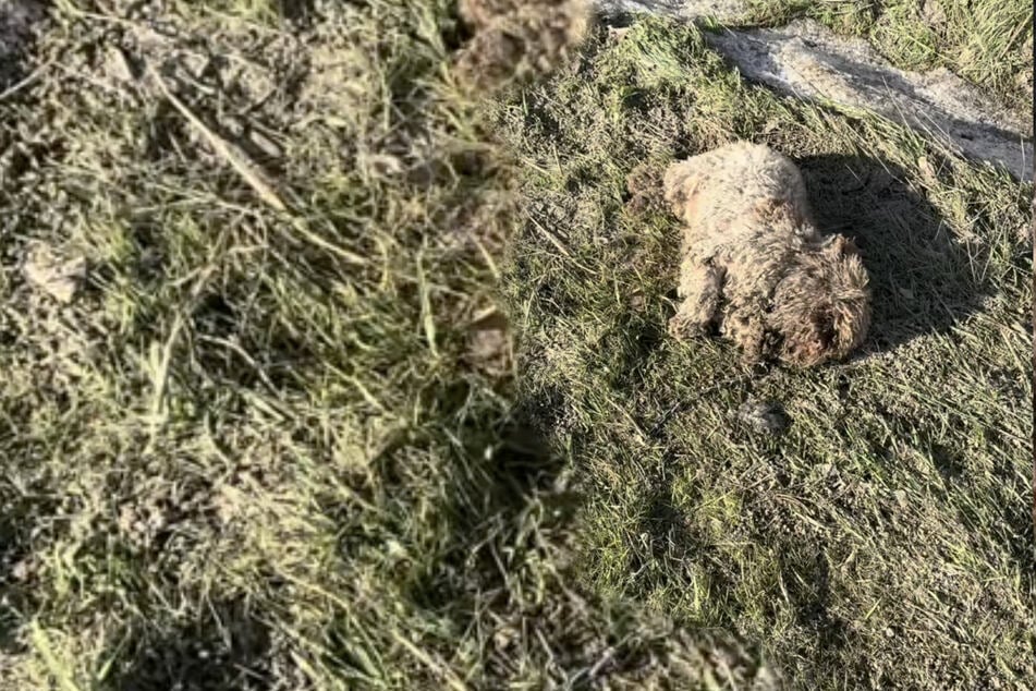 Abandoned dog is an unrecognizable blob of matted fur when rescuers find him