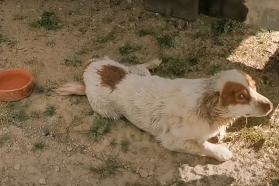 Dog found close to death, saved by woman's bravery and DAR rescue Greece