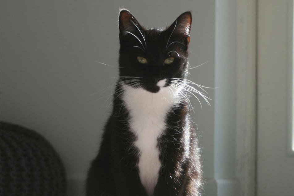 Tuxedo cats might look stylish, but that has no bearing on their personalities.