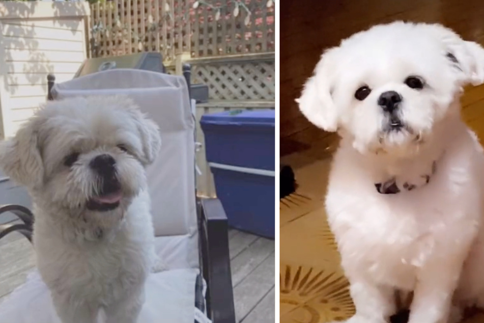 That's what the sweet pooch usually looks like!