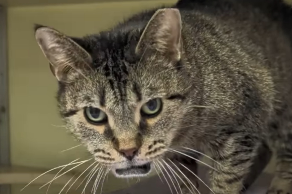 This little cat's looks aren't everyone's cup of tea.