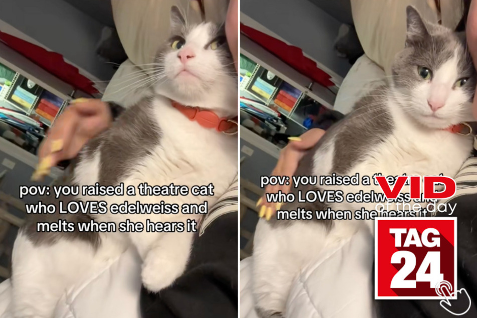 This cat melted into her owners arms after she heard her favorite song!