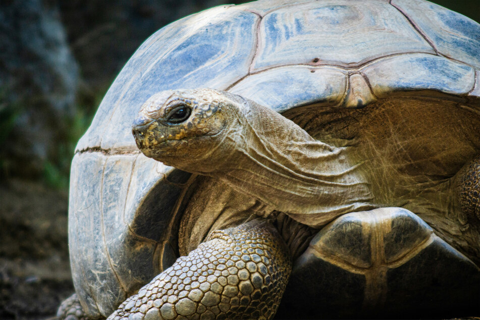 The world's oldest land animal turns 191!