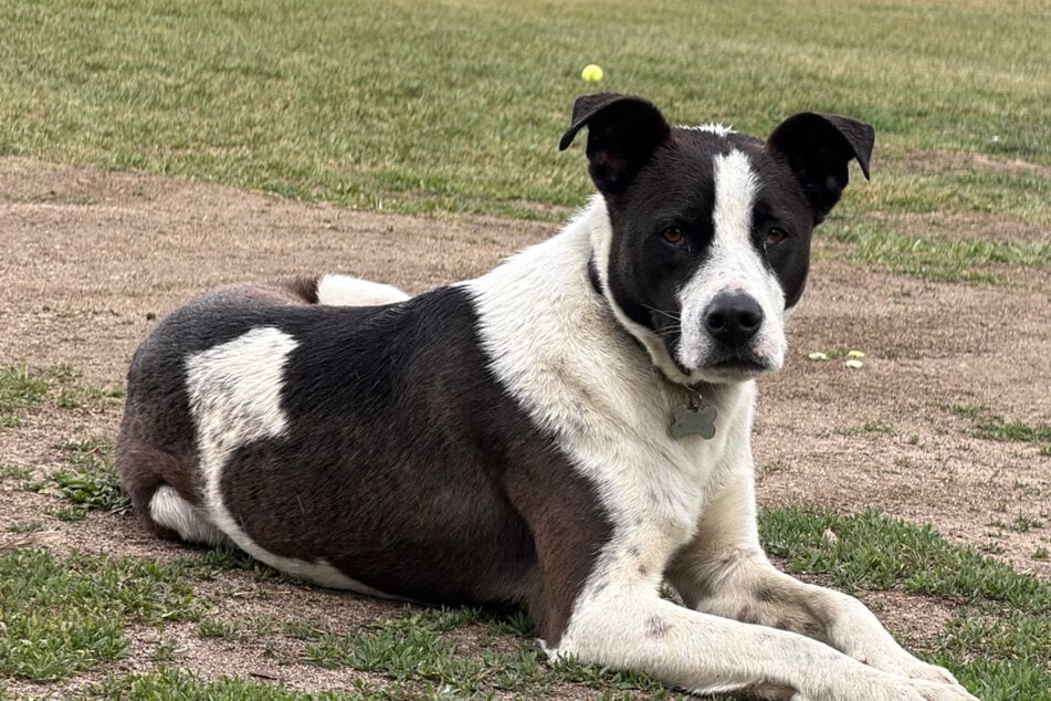 Dog was missing for months – then he was found living with the unlikeliest new animal "pack"