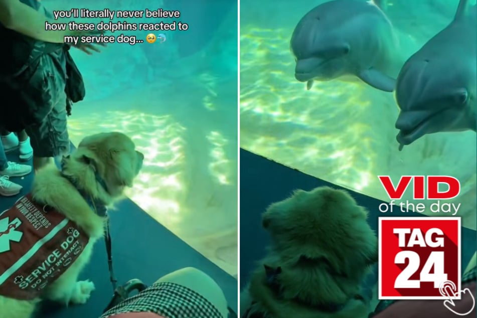 This rescue golden retriever met two dolphins at the aquarium and they were equally obsessed with each other.