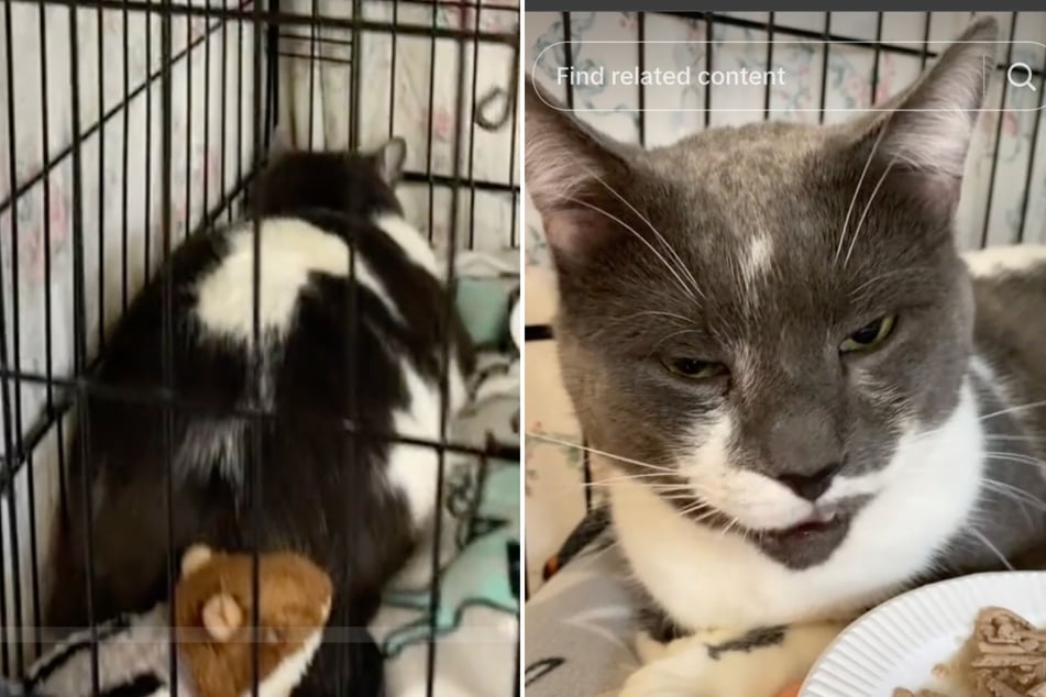 George the cat was terribly depressed after losing his loving home.
