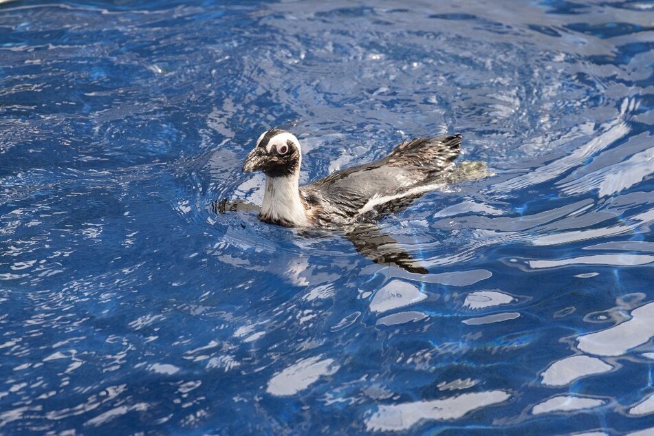 An African Penguin swims in one of pools at the SANCCOB sea-bird rescue center in Tableview, near Cape Town, South Africa.
