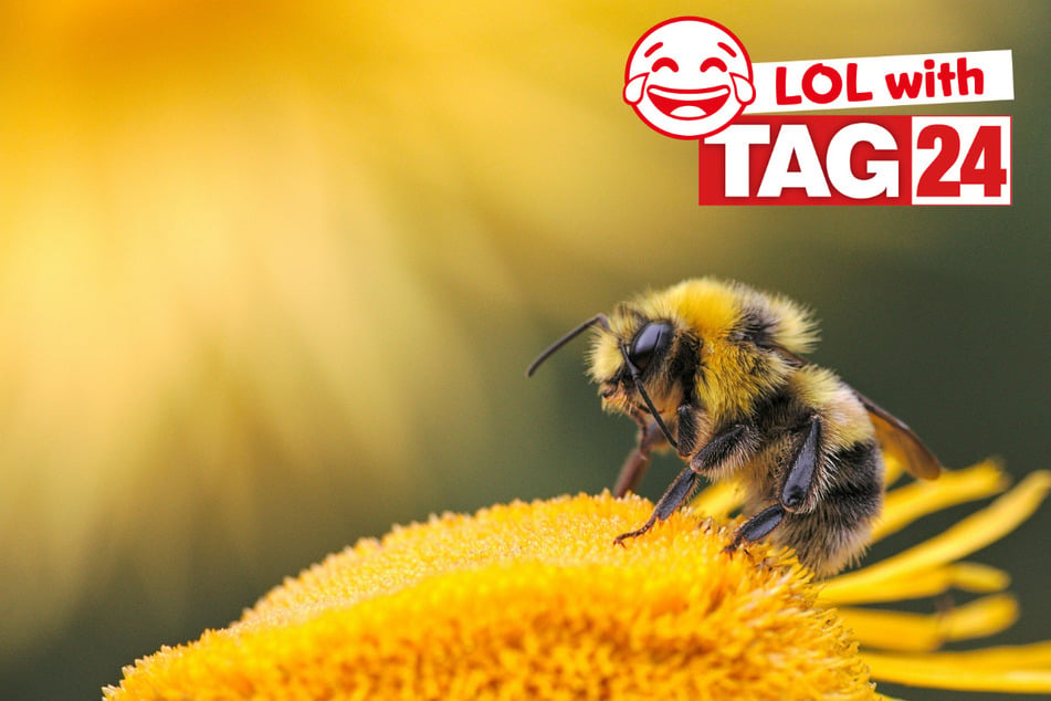 Joke of the Day for July 29, 2026: A buzzing funny!
