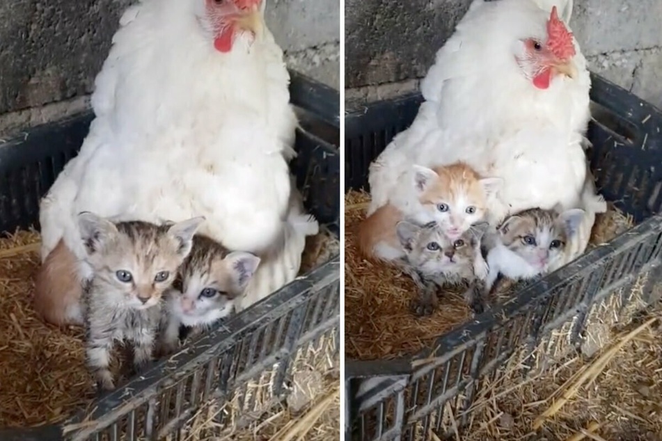 All cooped up: mother hen has three very special orphans to hatch