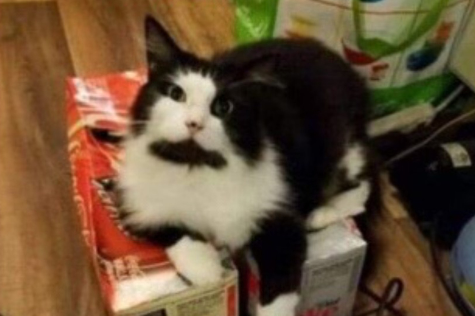This family was shocked to see a familiar face when looking for a cat to adopt.