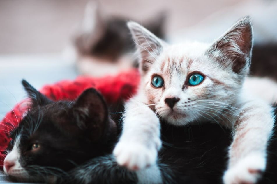 Not all cat owners share their record holders with the world, so there are probably lots of undiscovered cat records out there.