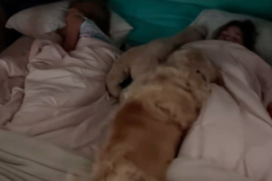 After completing his alarm clock duties, the dog cuddles with the toddlers.