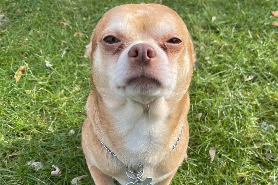 Prancer the chihuahua has been described by his current foster mom as "a Chucky doll in a dog's body."
