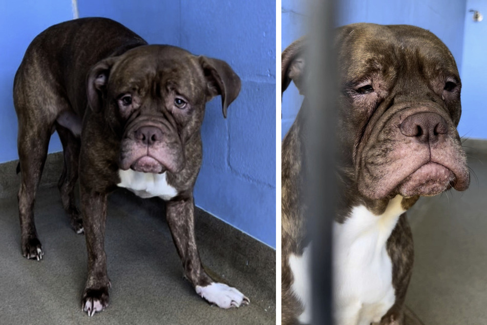 Saddest dog in the world has his frown turned upside down!