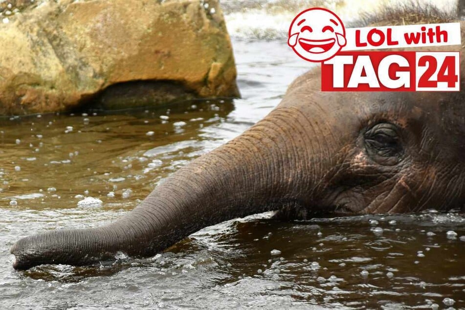 Joke of the Night for March 25, 2025: Silly animal jokes to make you smile