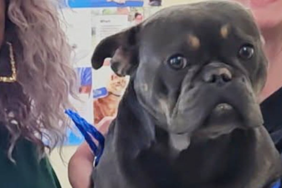Lost French bulldog found a year later – and almost 200 miles from home!